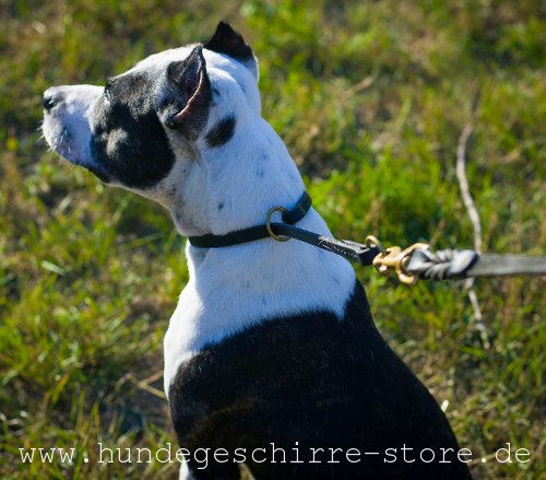 Leder Hundehalsband, praktisch